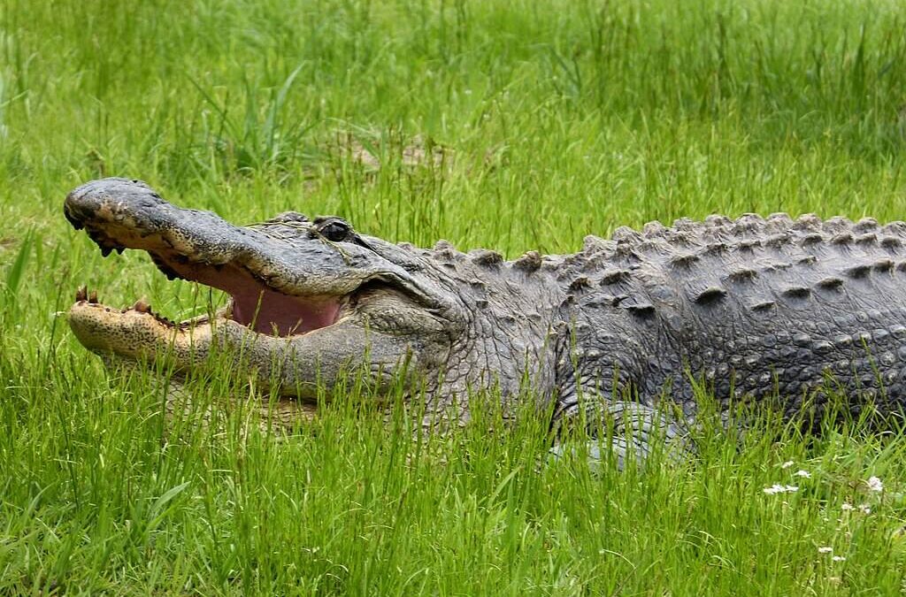 Alligators in Ponte Vedra