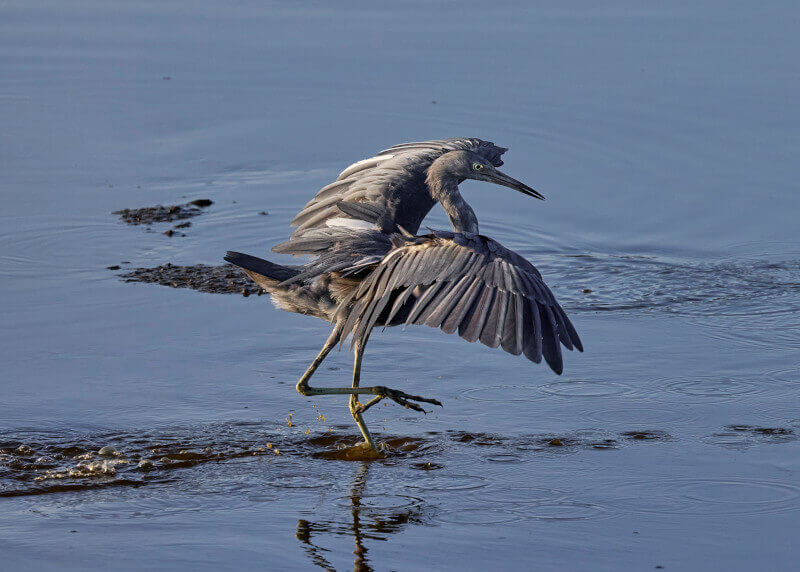 Heron Landing at GTM by Greg Frucci