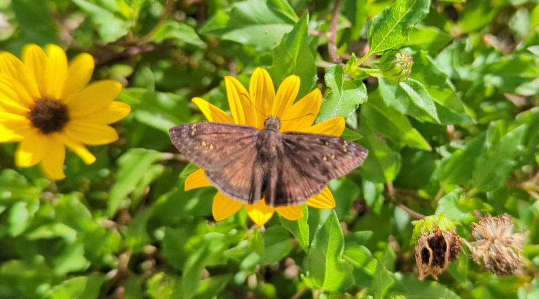 Florida Duskywing moth