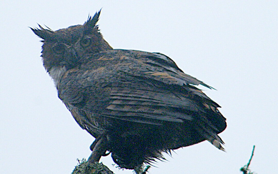 Great horned owl