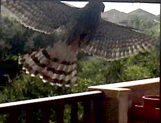 Hawk