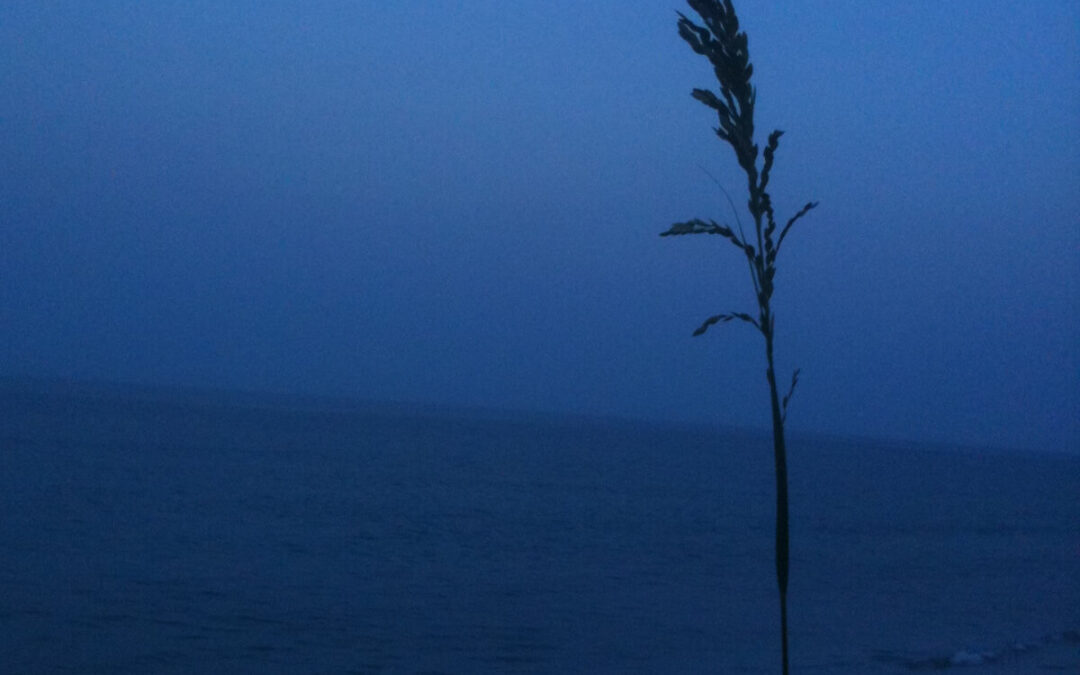 Sea oats