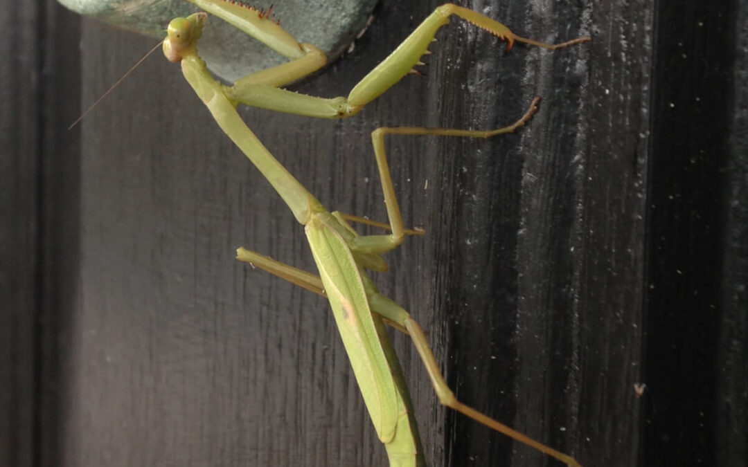 Praying mantis