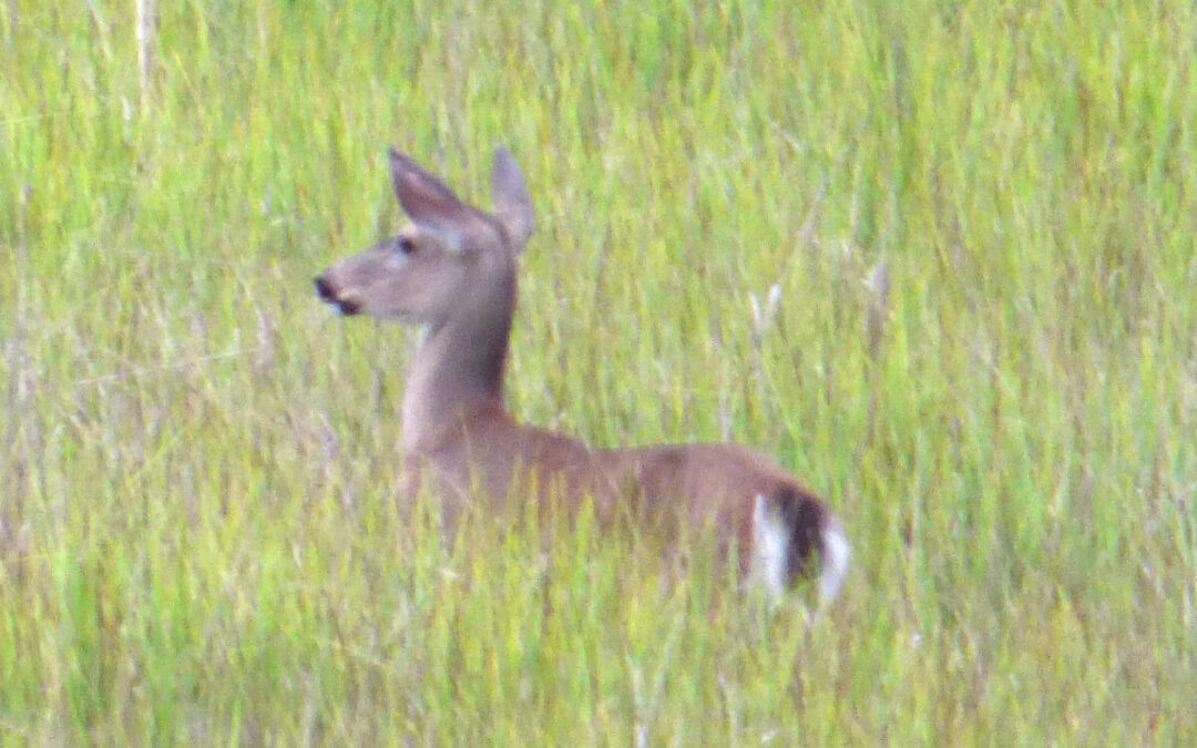 Deer