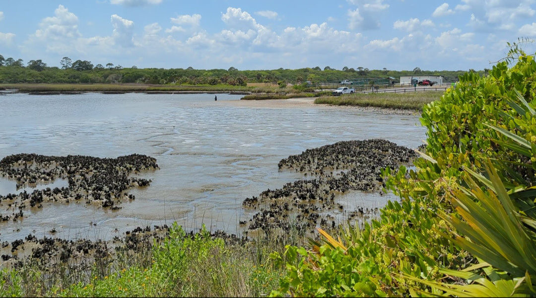 Tides at Guana Dam