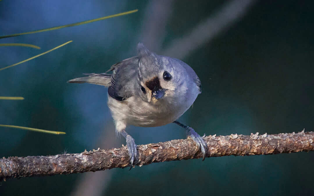 Tufted titmouse