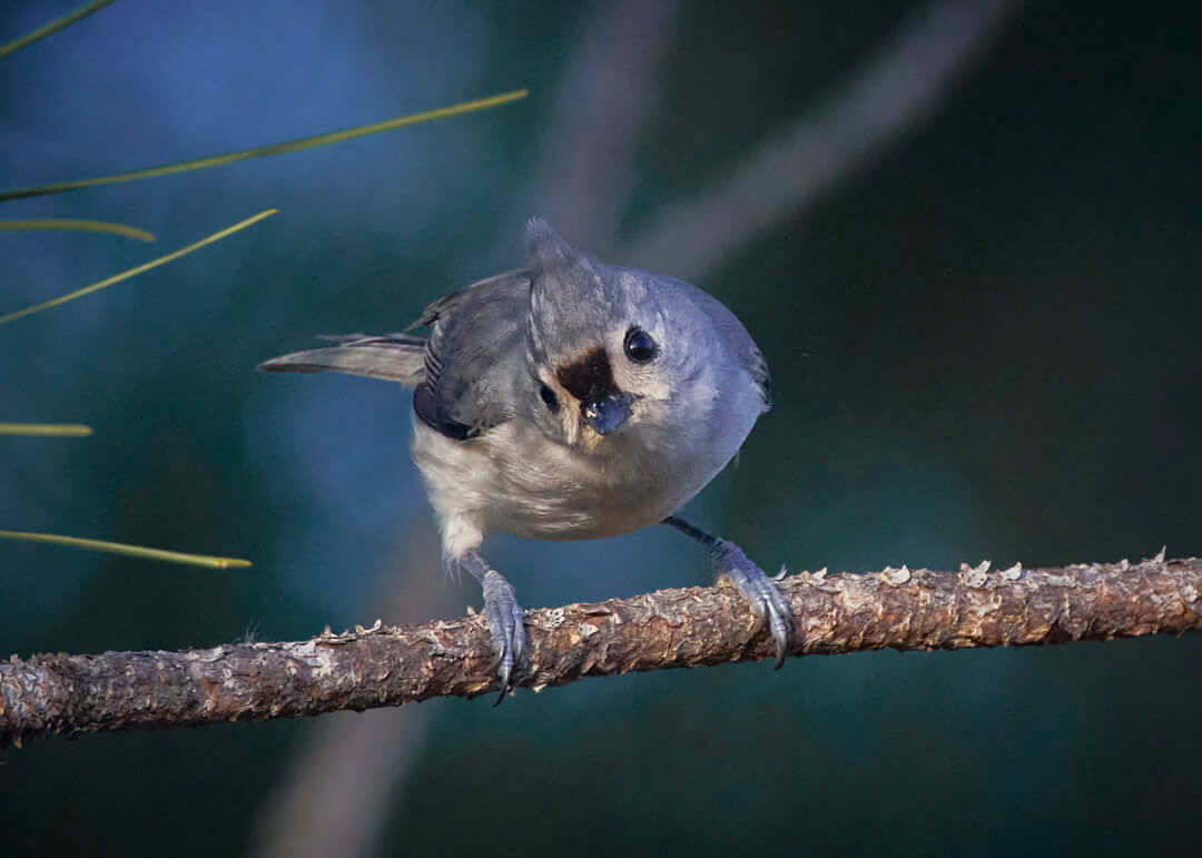 Tufted titmouse by Greg Frucci