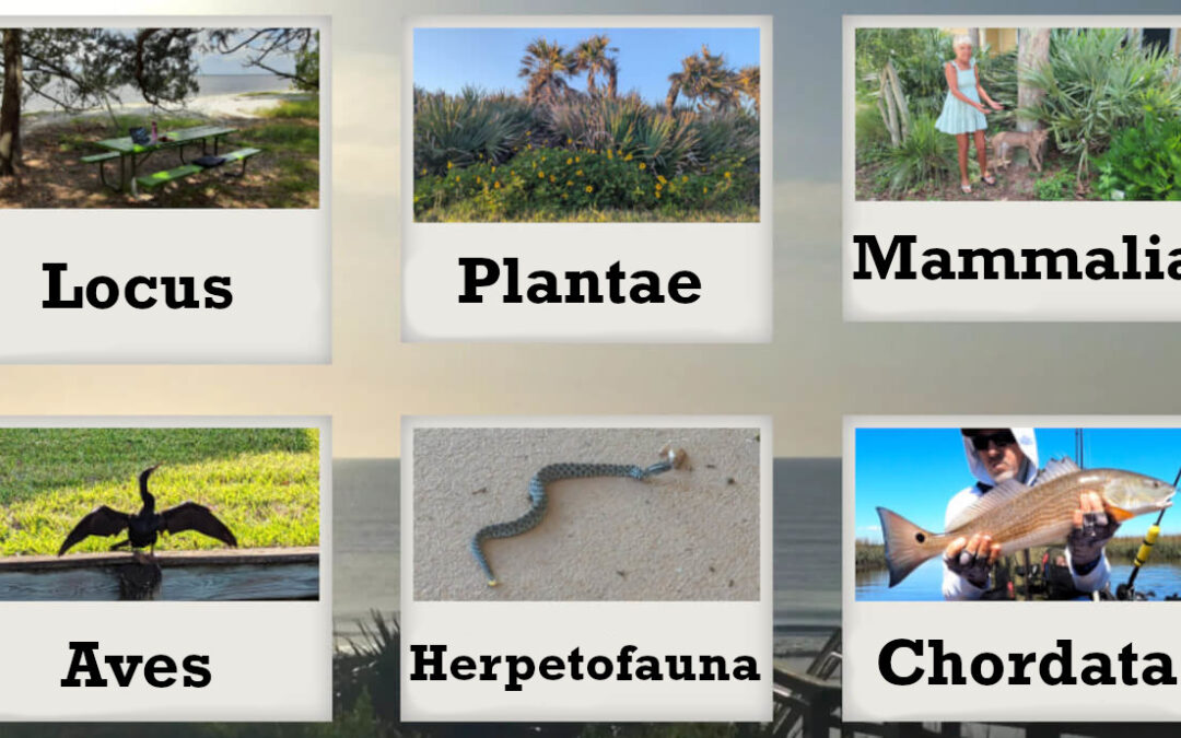 Interpreting species with iNaturalist