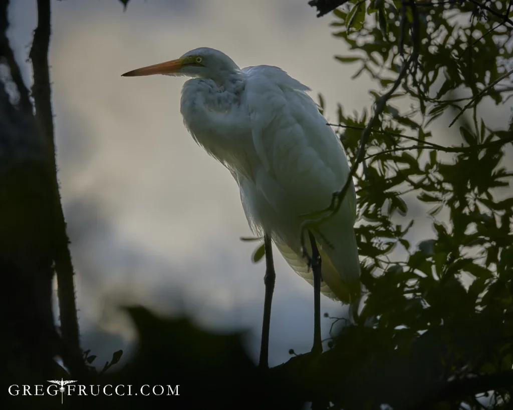 Egret in a Tree in Ponte Vedra © Greg Frucci