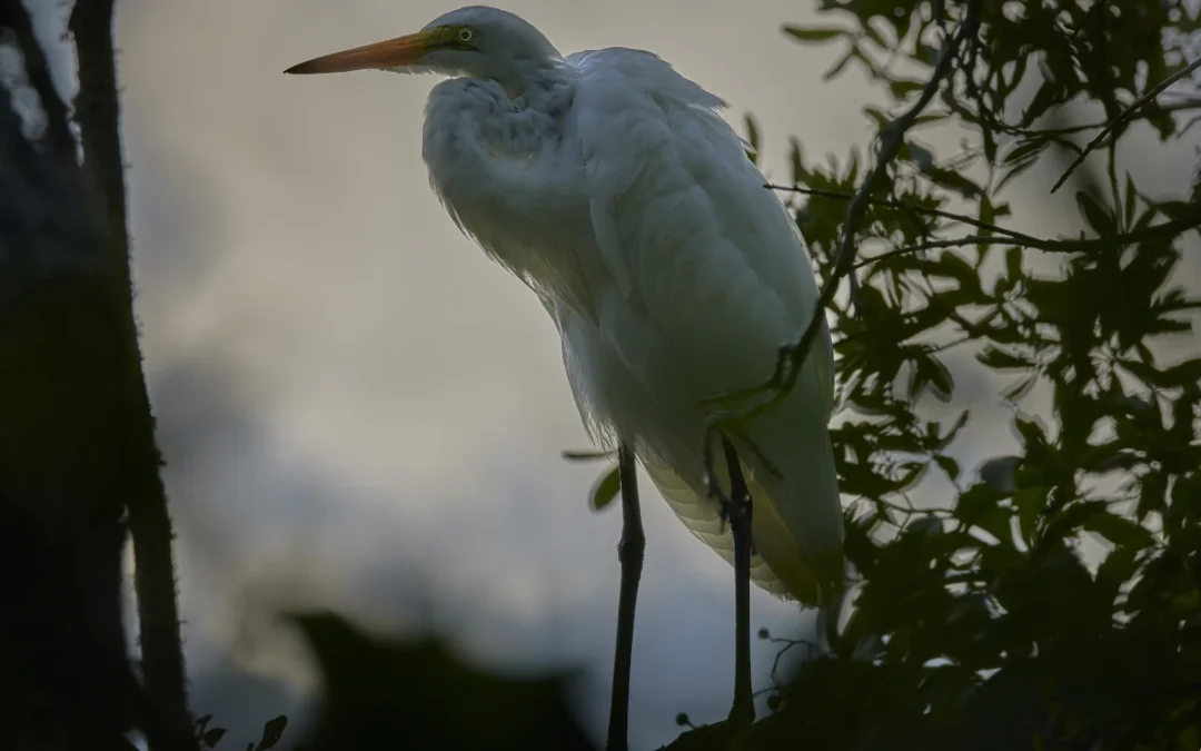 Great Egret