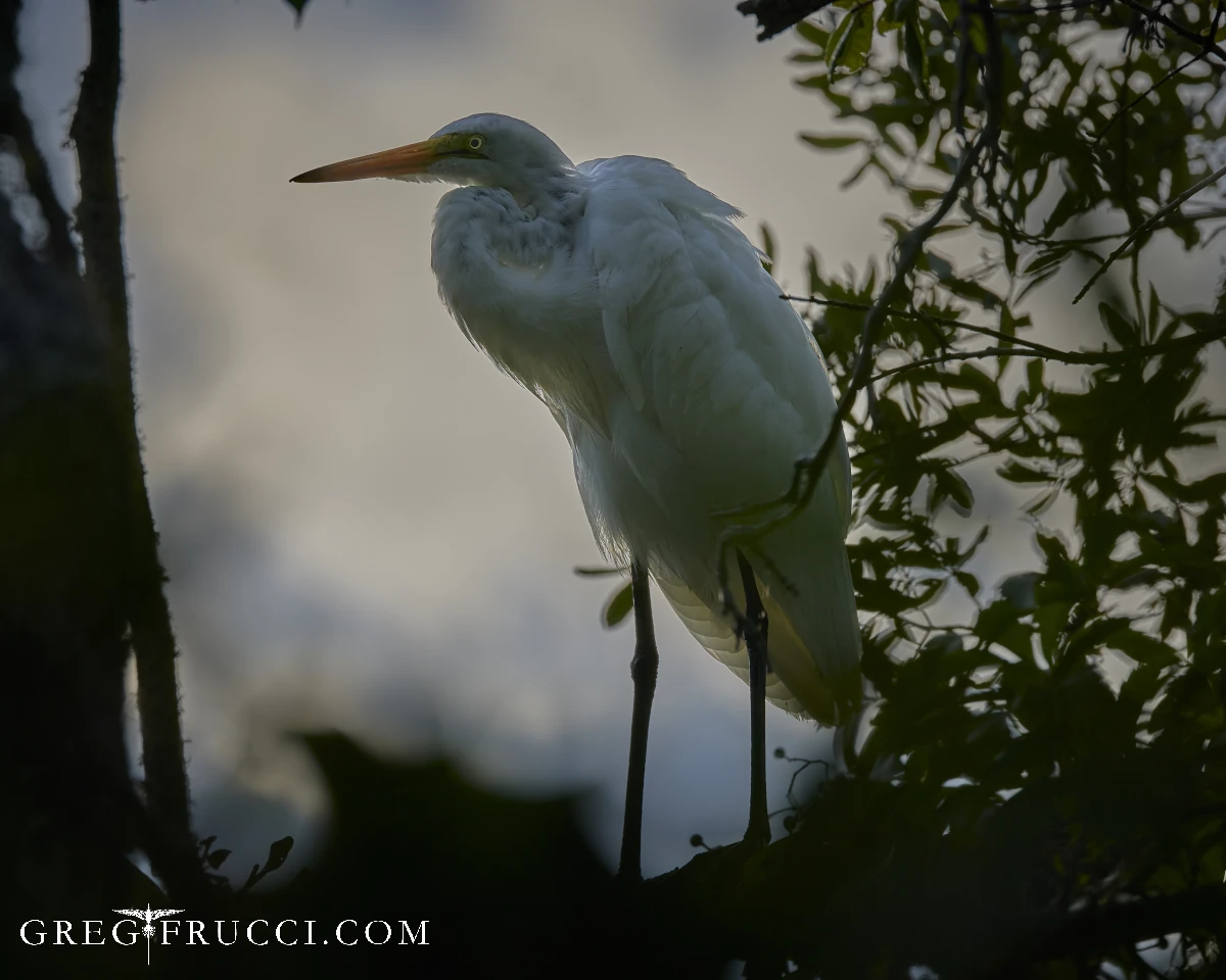 Egret in a Tree in Ponte Vedra © Greg Frucci