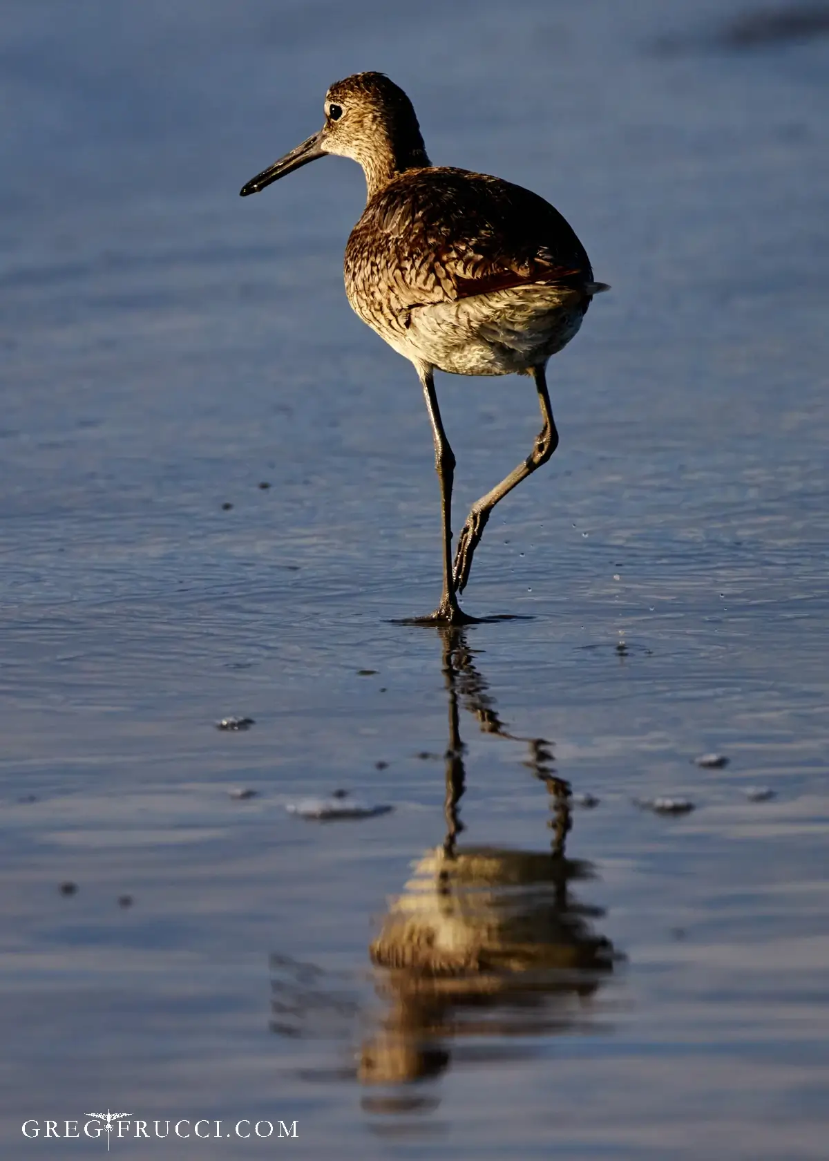 Willet at Dawn Reflective Solitude © Greg Frucci
