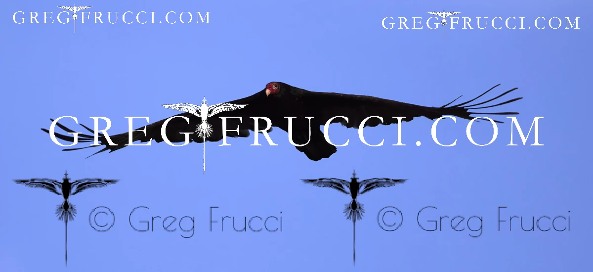 Copyright Buzzard by Amy Howard and Greg Frucci