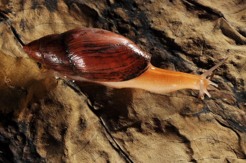 Rosy Wolfsnail (c) John Slapcinsky, some rights reserved (CC BY-NC)