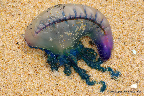 Portuguese Man o' War (c) Luis Lopes Silva, all rights reserved