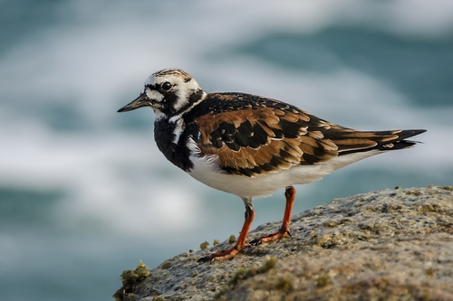 Ruddy Turnstone (c) John Clough, some rights reserved (CC BY-NC)