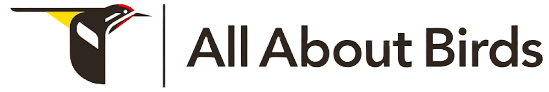 All About Birds logo