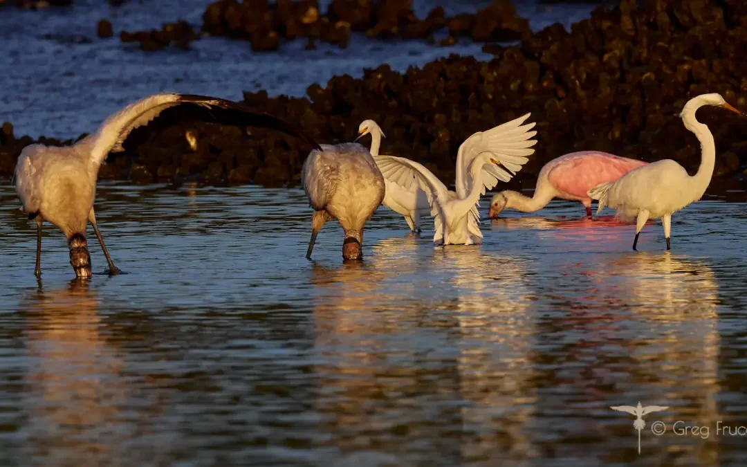 The Gathering of Avians