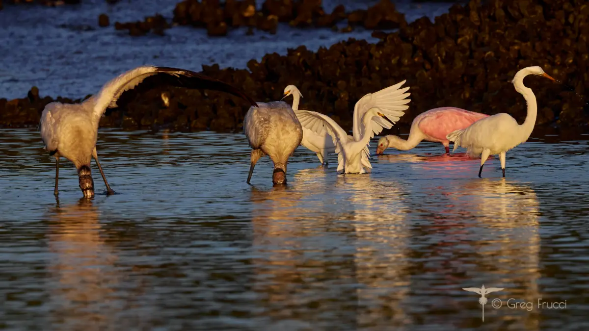 The Gathering of Avians